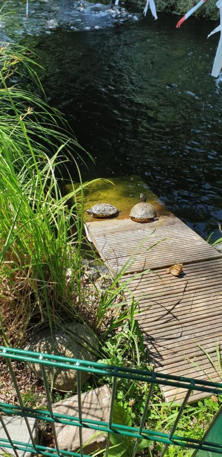 Ferienbungalow Haus Am Teich Boltenhagen  Exteriér fotografie